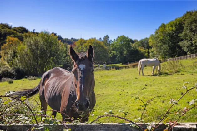 Photo of Site With F.P.P, Site 2 @ Cedarbrook, Fassaroe Avenue, Bray, Co. Wicklow, A98 CX34