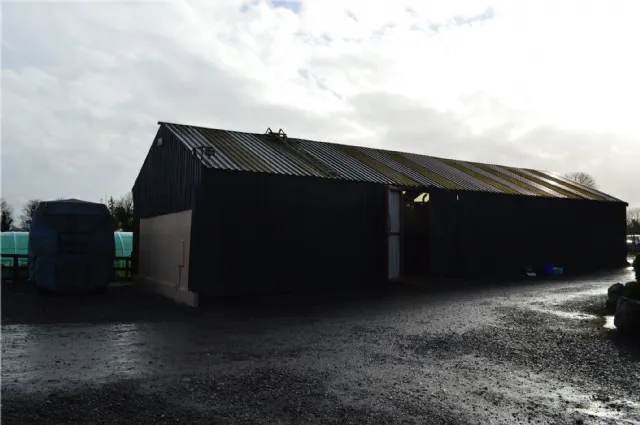 Photo of Holly Ash, Derrycooley, Rahan, Co Offaly, R35N840