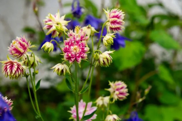 Photo of Ivy House, Loughkeen, Carrig, Birr, Co Offaly, R42 YA25