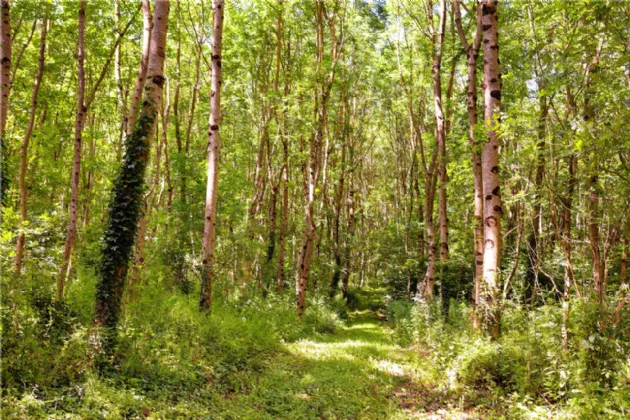 Photo of Ballydonagh House On 27 Ha/67 Acres, Cloughjordan, Co Tipperary, E53 PR99