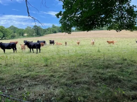 Photo of Derelict Bungalow On Circa 1.59 Acres, Brownsbarn, Thomastown, Co Kilkenny, R95 AK5V