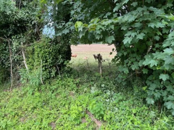 Photo of Derelict Bungalow On Circa 1.59 Acres, Brownsbarn, Thomastown, Co Kilkenny, R95 AK5V