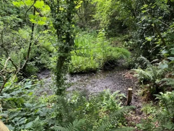 Photo of Derelict Bungalow On Circa 1.59 Acres, Brownsbarn, Thomastown, Co Kilkenny, R95 AK5V