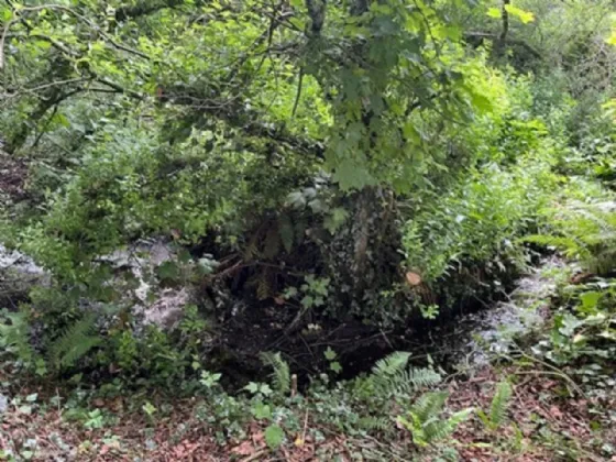 Photo of Derelict Bungalow On Circa 1.59 Acres, Brownsbarn, Thomastown, Co Kilkenny, R95 AK5V