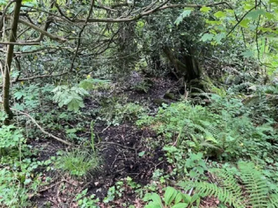 Photo of Derelict Bungalow On Circa 1.59 Acres, Brownsbarn, Thomastown, Co Kilkenny, R95 AK5V