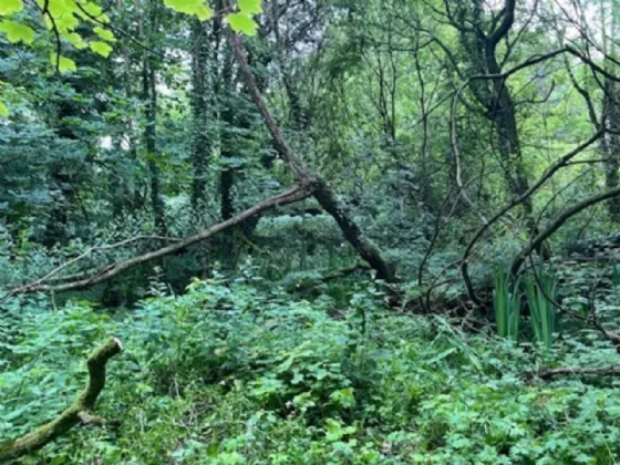 Photo of Derelict Bungalow On Circa 1.59 Acres, Brownsbarn, Thomastown, Co Kilkenny, R95 AK5V