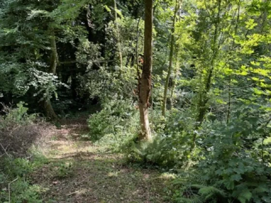 Photo of Derelict Bungalow On Circa 1.59 Acres, Brownsbarn, Thomastown, Co Kilkenny, R95 AK5V