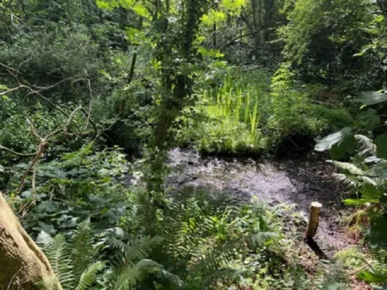 Photo of Derelict Bungalow On Circa 1.59 Acres, Brownsbarn, Thomastown, Co Kilkenny, R95 AK5V