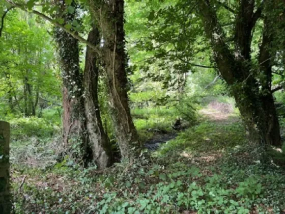 Photo of Derelict Bungalow On Circa 1.59 Acres, Brownsbarn, Thomastown, Co Kilkenny, R95 AK5V