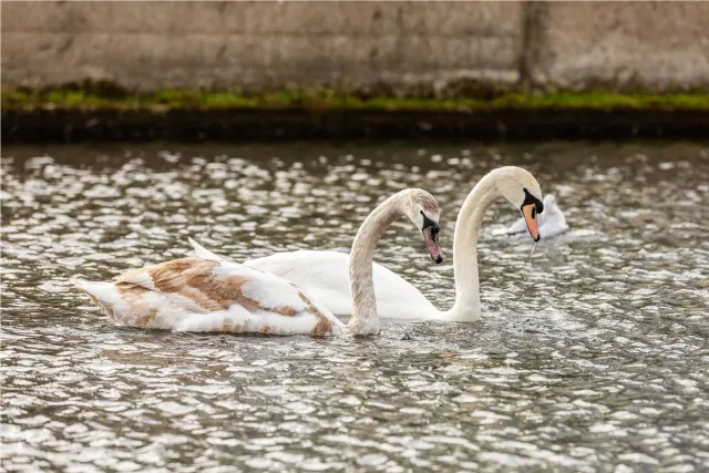 Photo of 20 Windsor Terrace, Portobello, Dublin 8, D08 N8F5
