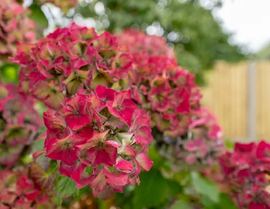 Photo of 19 Oakwood Manor, Kenmare, Co Kerry, V93 D294