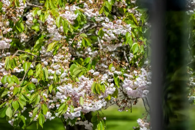 Photo of Readstown, Summerhill Road, Trim, Co Meath, C15 KX43