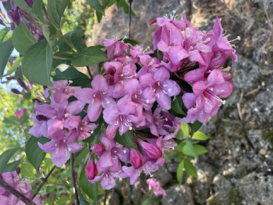 Photo of Aigna, Roperstown, Oilgate, Enniscorthy, Co. Wexford, Y21 EK25