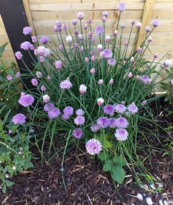 Photo of 15 Brusna Court, Ballina, Co Mayo, F26 K6R3