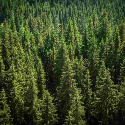 Photo of Monkstown, Coole, Castlepollard, Co Westmeath