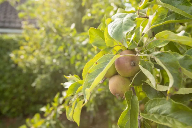 Photo of Birdhaven Cottage, Dublin Road, Milltownpass, Co. Westmeath., N91H7K8