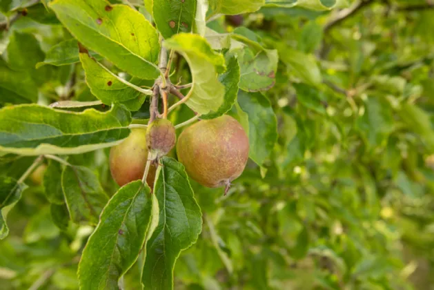 Photo of Birdhaven Cottage, Dublin Road, Milltownpass, Co. Westmeath., N91H7K8