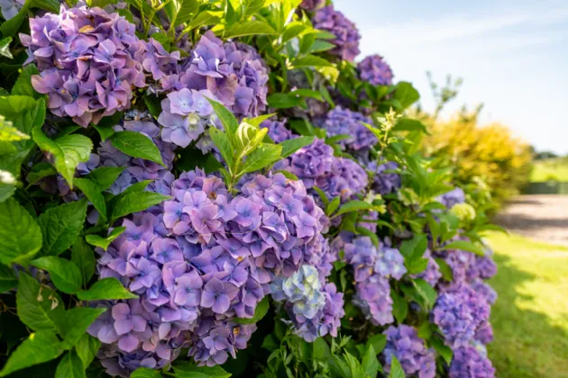 Photo of Forgefield House, Gortagass, Kenmare, Co. Kerry, V93 HD98