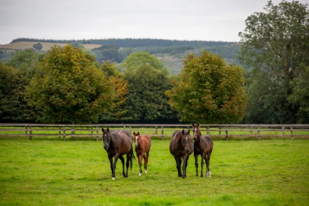 Photo of Killeens, Ballynonty, Thurles, Co. Tipperary, E41 X0T2