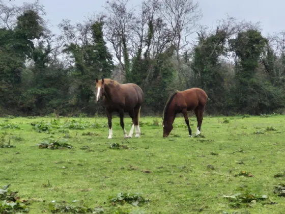 Photo of Fohenagh, Caltra, Ballinasloe, Co. Galway, H53 WF74