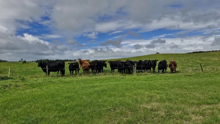 Photo of 27acres of Land, Cortoon, Tuam, Co. Galway