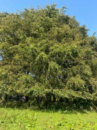 Photo of Ballagh Cross, Donadea, Co Kildare