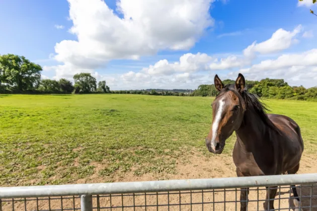 Photo of The Glebe House On 6.5 Acres, Painestown, Navan, Co Meath, C15 A0Y5