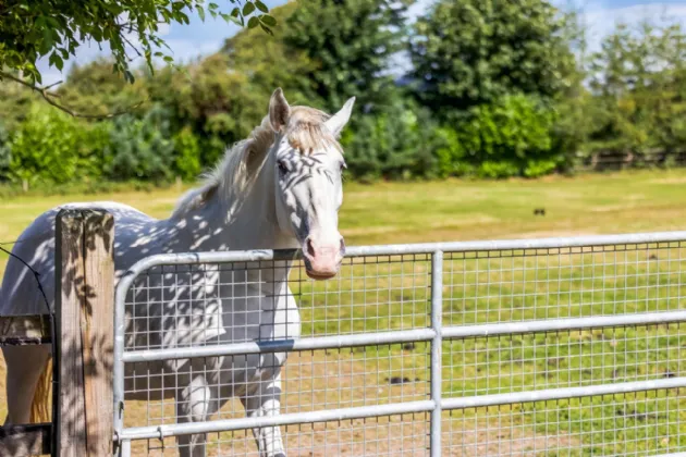 Photo of The Glebe House On 6.5 Acres, Painestown, Navan, Co Meath, C15 A0Y5