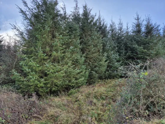 Photo of 17.27 Acres Of Forestry In Milltown, Milltown, Tuam, Co. Galway