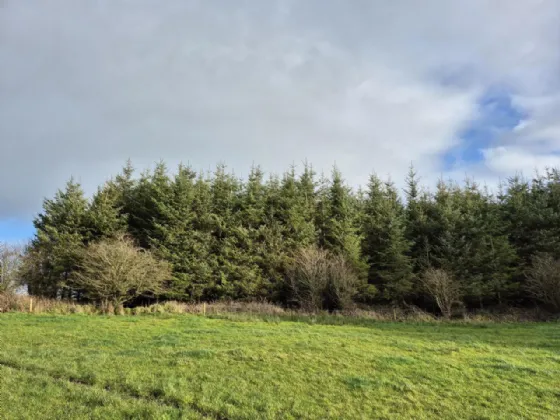 Photo of 17.27 Acres Of Forestry In Milltown, Milltown, Tuam, Co. Galway