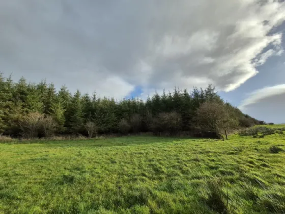 Photo of 17.27 Acres Of Forestry In Milltown, Milltown, Tuam, Co. Galway