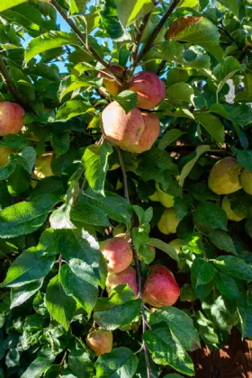 Photo of 35 Abbeybrook Gardens, Kilbeggan, Co. Westmeath., N91E624