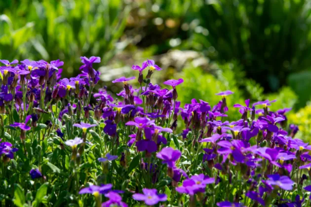 Photo of GlenCorrig House On Aprx.5.61 Acres, Brosna, Shinrone, Birr, Co Offaly, R42 XE19