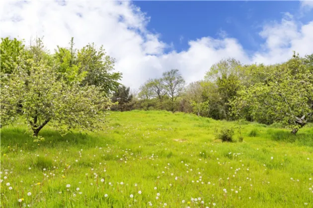 Photo of Camomile, Cullen Lane, Brittas Bay, County Wicklow, A67 CC94