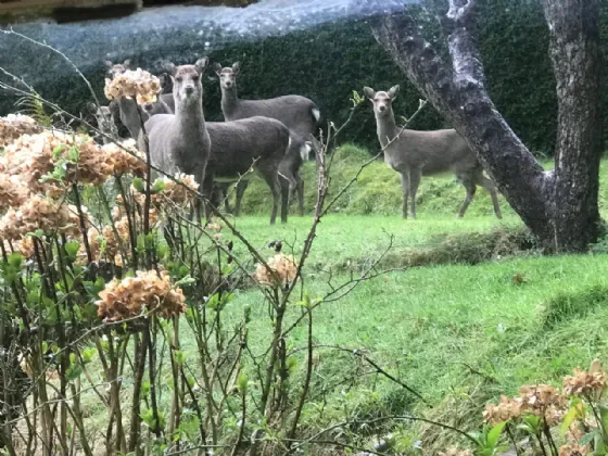 Photo of Primrose Cottage, Scalp Road, Enniskerry, Wicklow, A98 HE09