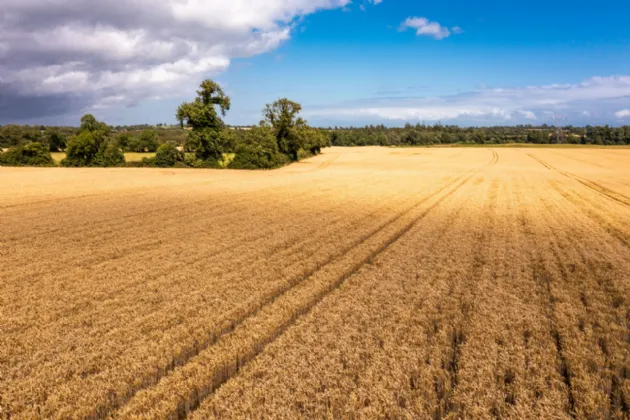 Photo of Lands In Carbury, Approx. 69 Hectares (172 Acres), Carbury, County Kildare