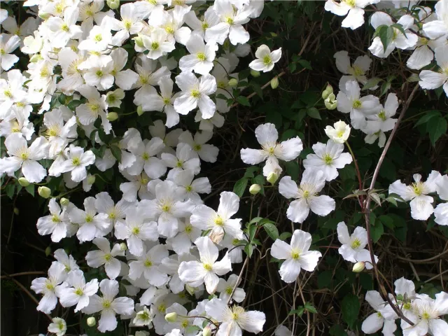 Photo of 16 Woodbine Avenue, Booterstown, Co. Dublin