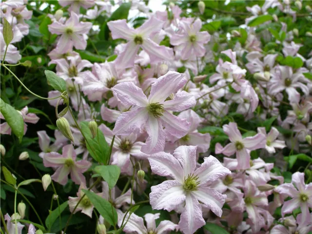 Photo of 16 Woodbine Avenue, Booterstown, Co. Dublin