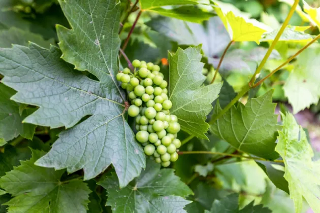 Photo of Littlewood Lodge, Kilbrew, Ashbourne, Co Meath, A84FD93