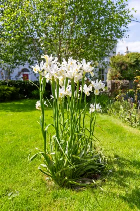 Photo of 38 Ulverton Road, Dalkey, Co Dublin, A96V278