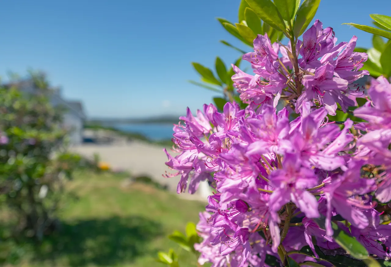 Photo of The Hollies, Rossmore Island, Tahilla, Sneem, Co Kerry, V93 XF84