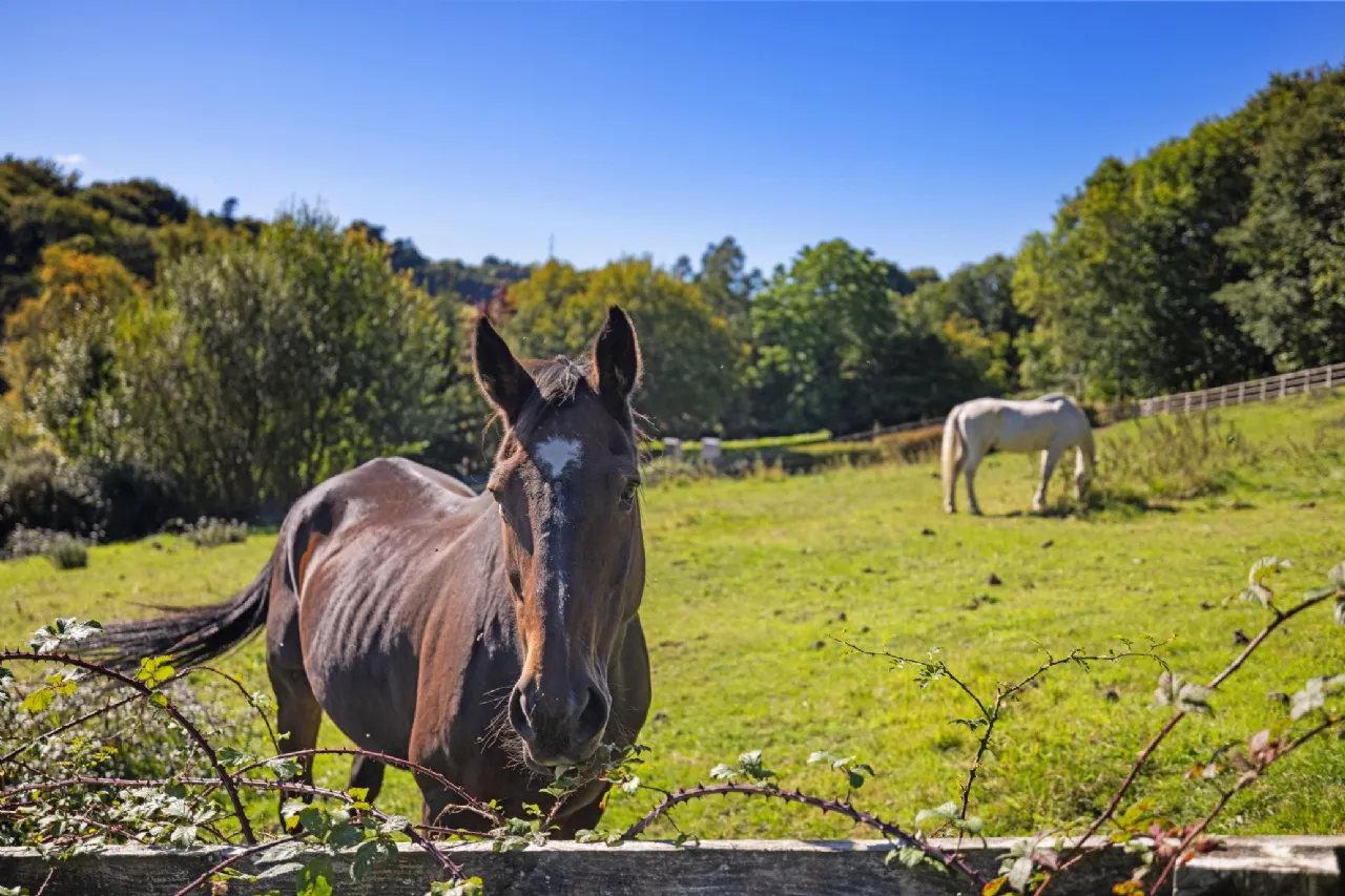 Photo of Site With F.P.P, Site 2 @ Cedarbrook, Fassaroe Avenue, Bray, Co. Wicklow, A98 CX34