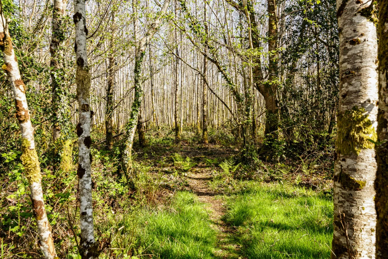 Photo of Lecarrow, Ballinafad, Co. Sligo, F52 T651