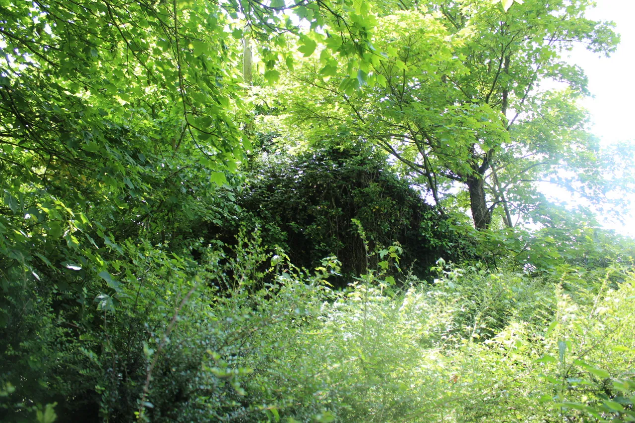 Photo of Derelict Cottage On 1 Acre,, Seskinryan,, Bagenalstown,, Co. Carlow