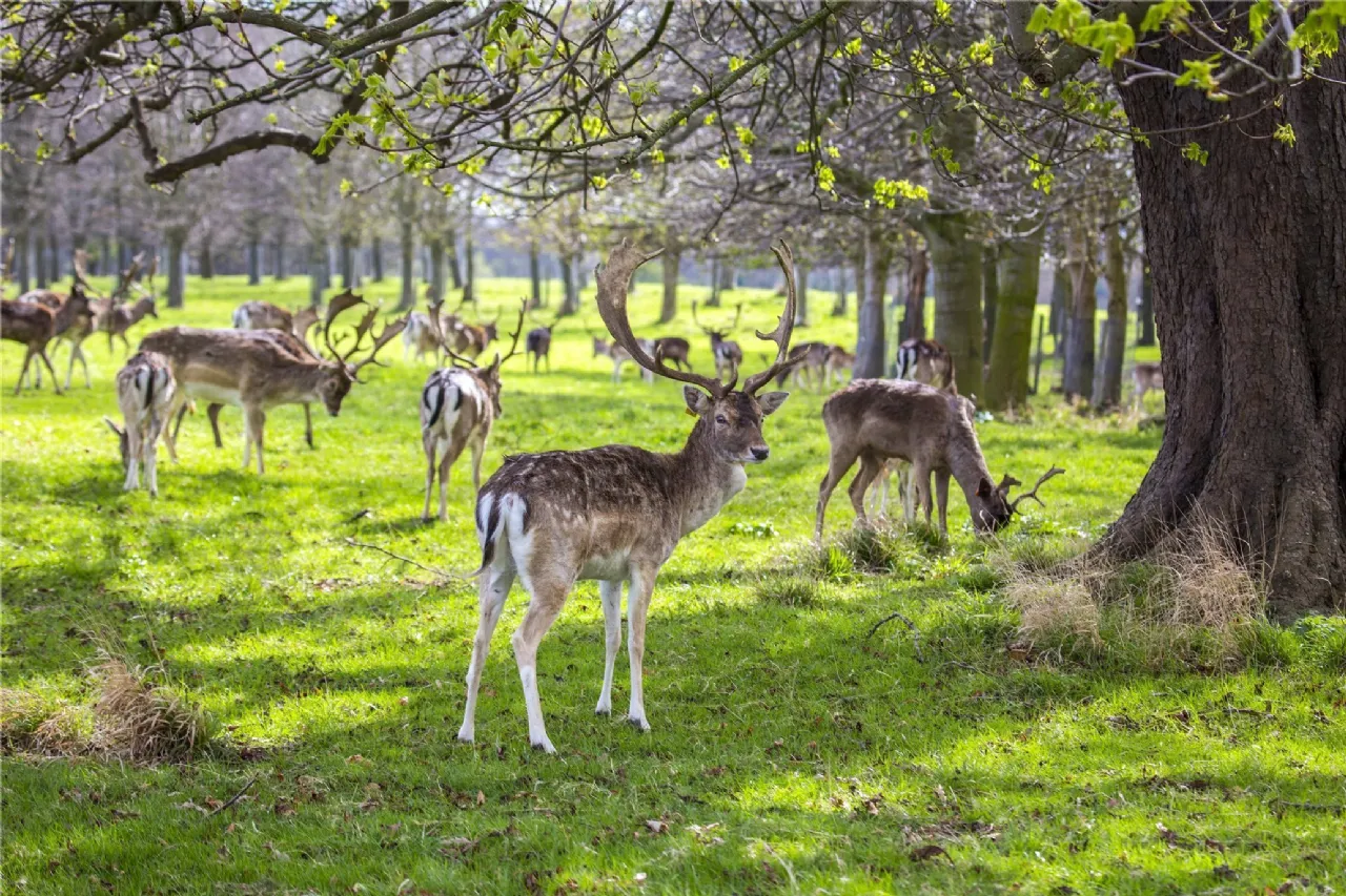 Photo of 14 Fawn Lodge, Castleknock, Dublin 15, D15 NH73