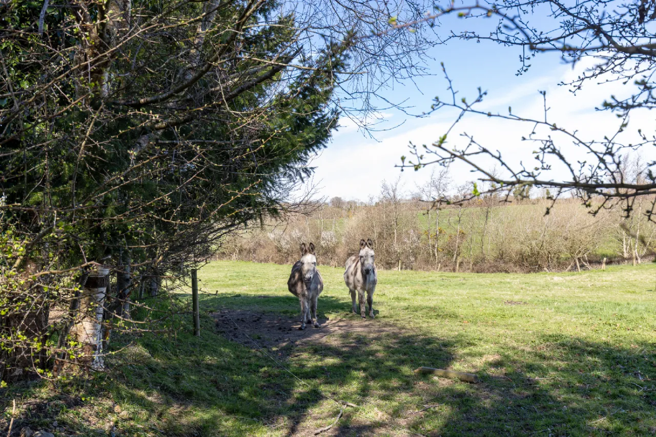 Photo of Ashlane, Coolook, Ballycanew, Gorey, Co. Wexford, Y25A449