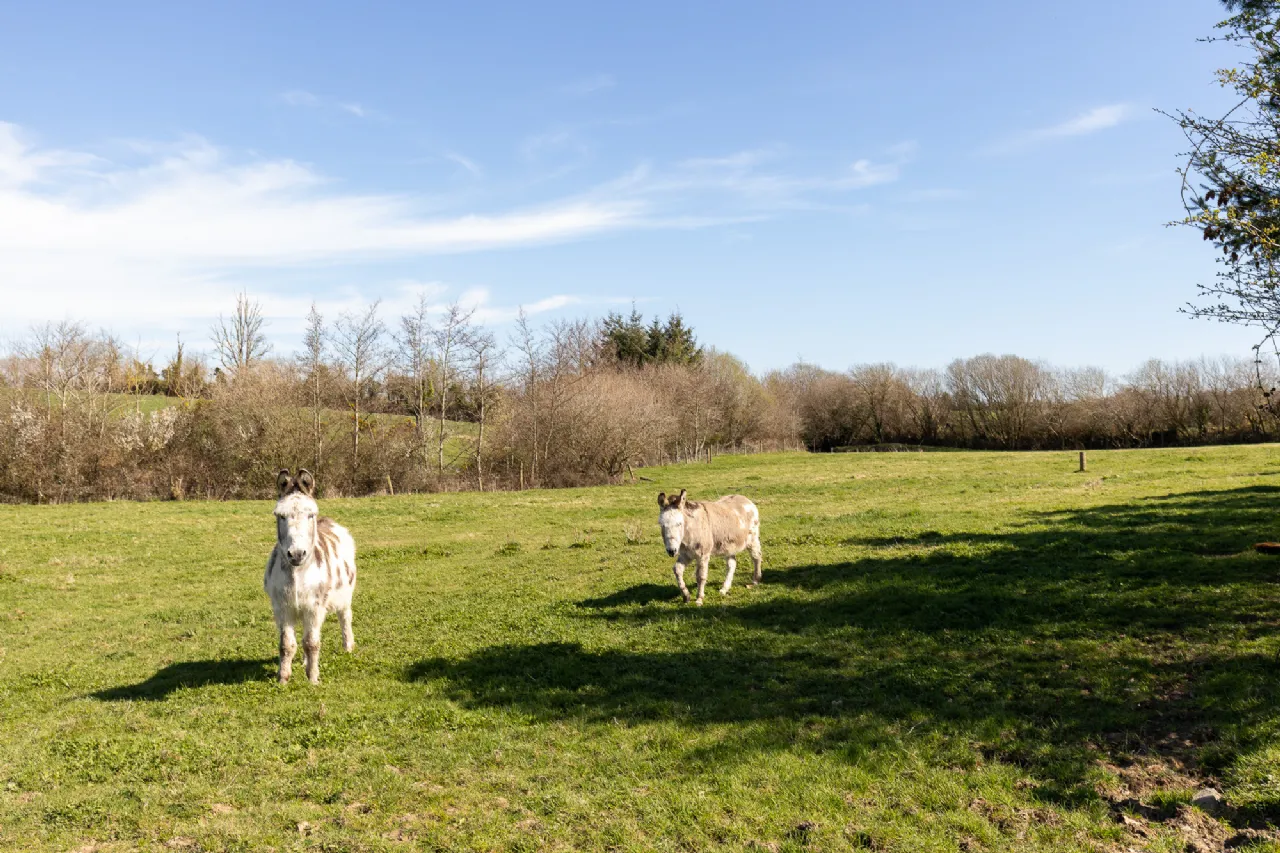 Photo of Ashlane, Coolook, Ballycanew, Gorey, Co. Wexford, Y25A449