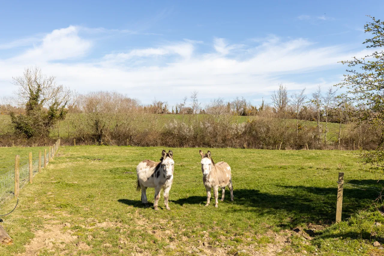 Photo of Ashlane, Coolook, Ballycanew, Gorey, Co. Wexford, Y25A449