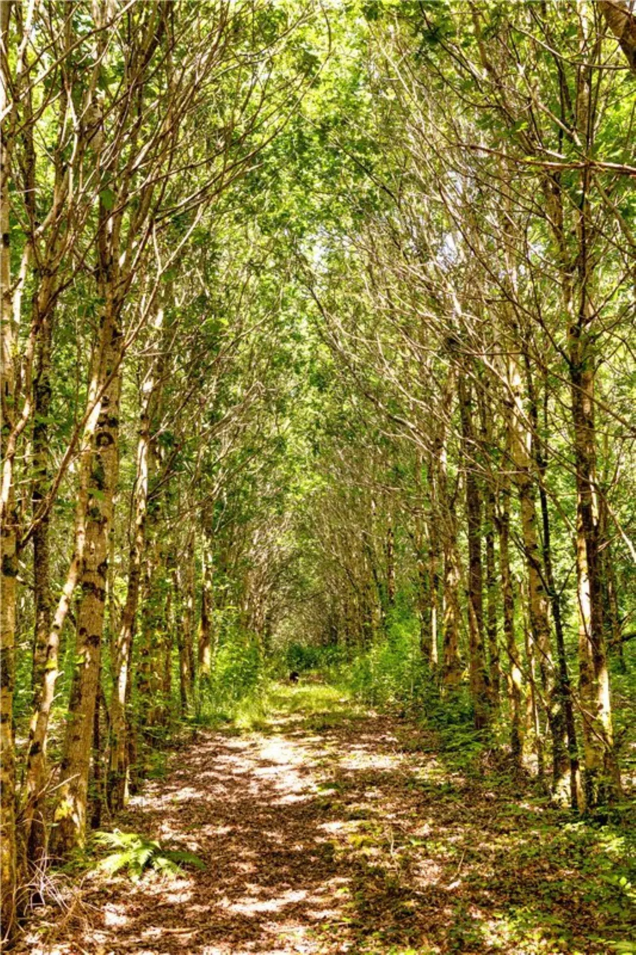 Photo of Ballydonagh House, Cloughjordan, Co. Offaly, E53 PR99