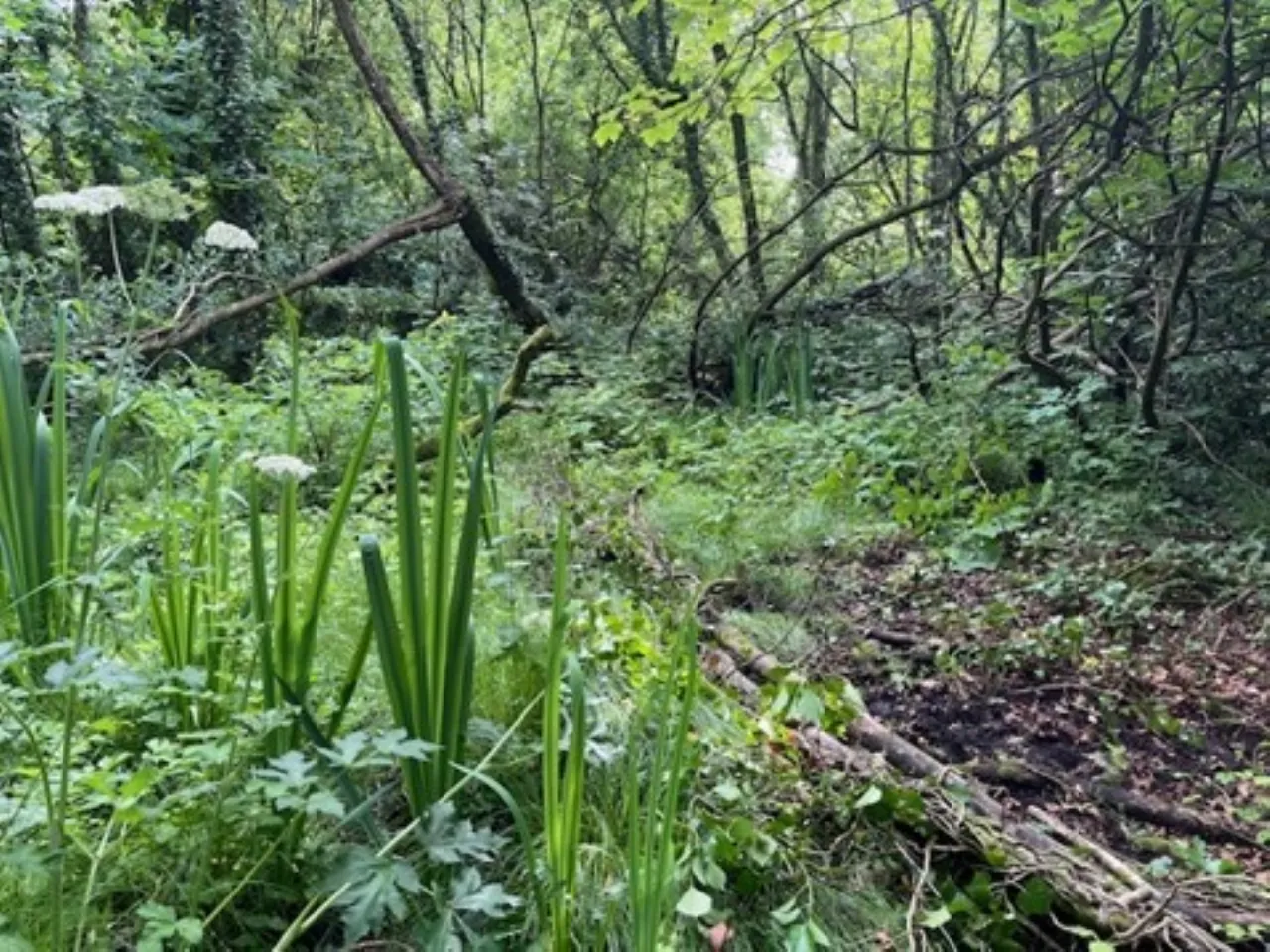 Photo of Derelict Bungalow, Brownsbarn, Thomastown, Co Kilkenny, R95 AK5V